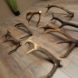 Red Deer 7-Piece Set of Red Deer Antlers (Shed Antlers) Weight: 8.85 kg For Hobbyists