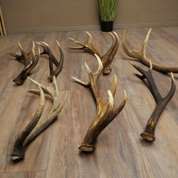 Red Deer 7-Piece Set of Red Deer Antlers (Shed Antlers) Weight: 8.85 kg For Hobbyists