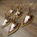 5-point roe deer antlers from strong roe bucks mounted on...