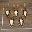 5-point roe deer antlers from strong roe bucks mounted on...