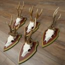 5-point roe deer antlers from strong roe bucks mounted on Swiss stone pine trophy plaques 22.1389