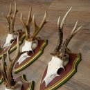 5-point roe deer antlers from strong roe bucks mounted on Swiss stone pine trophy plaques 22.1389