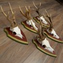 5-point roe deer antlers from strong roe bucks mounted on Swiss stone pine trophy plaques 22.1389