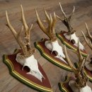 5-point roe deer antlers from strong roe bucks mounted on Swiss stone pine trophy plaques 22.1389