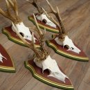 5-point roe deer antlers from strong roe bucks mounted on Swiss stone pine trophy plaques 22.1389