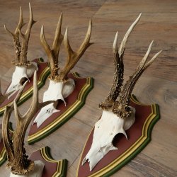 5-point roe deer antlers from strong roe bucks mounted on Swiss stone pine trophy plaques 22.1389