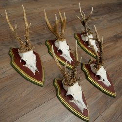 5-point roe deer antlers from strong roe bucks mounted on Swiss stone pine trophy plaques 22.1389