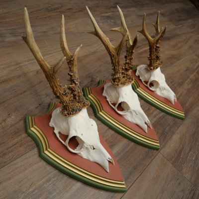 3 Roe Deer Antlers Roe Deer Bucks Antlers on Swiss Stone Pine Wood Trophy Plaques 22.1390