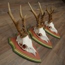 3 Roe Deer Antlers Roe Deer Bucks Antlers on Swiss Stone Pine Wood Trophy Plaques 22.1390