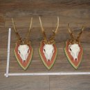 3 Roe Deer Antlers Roe Deer Bucks Antlers on Swiss Stone Pine Wood Trophy Plaques 22.1390