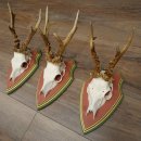 3 Roe Deer Antlers Roe Deer Bucks Antlers on Swiss Stone Pine Wood Trophy Plaques 22.1390