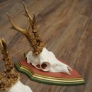 3 Roe Deer Antlers Roe Deer Bucks Antlers on Swiss Stone Pine Wood Trophy Plaques 22.1390