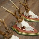 3 Roe Deer Antlers Roe Deer Bucks Antlers on Swiss Stone Pine Wood Trophy Plaques 22.1390