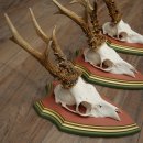 3 Roe Deer Antlers Roe Deer Bucks Antlers on Swiss Stone Pine Wood Trophy Plaques 22.1390