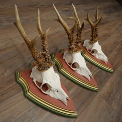 3 Roe Deer Antlers Roe Deer Bucks Antlers on Swiss Stone Pine Wood Trophy Plaques 22.1390