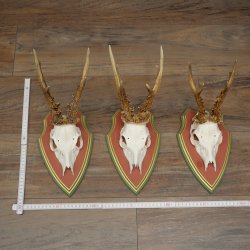 3 Roe Deer Antlers Roe Deer Bucks Antlers on Swiss Stone Pine Wood Trophy Plaques 22.1390