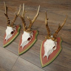 3 Roe Deer Antlers Roe Deer Bucks Antlers on Swiss Stone Pine Wood Trophy Plaques 22.1390