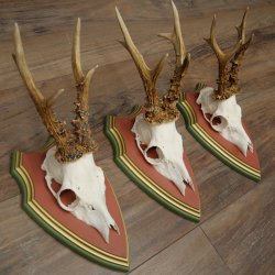 3 Roe Deer Antlers Roe Deer Bucks Antlers on Swiss Stone Pine Wood Trophy Plaques 22.1390