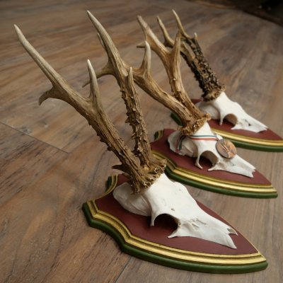 3 pairs of roe deer antlers: magnificent roe deer antlers mounted on Swiss stone pine trophy plaques 22.1394