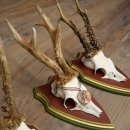 3 pairs of roe deer antlers: magnificent roe deer antlers mounted on Swiss stone pine trophy plaques 22.1394
