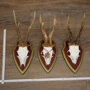 3 pairs of roe deer antlers: magnificent roe deer antlers...