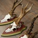 3 pairs of roe deer antlers: magnificent roe deer antlers mounted on Swiss stone pine trophy plaques 22.1394
