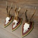 3 pairs of roe deer antlers: magnificent roe deer antlers mounted on Swiss stone pine trophy plaques 22.1394