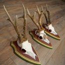 3 pairs of roe deer antlers: magnificent roe deer antlers mounted on Swiss stone pine trophy plaques 22.1394