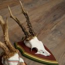 3 pairs of roe deer antlers: magnificent roe deer antlers mounted on Swiss stone pine trophy plaques 22.1394