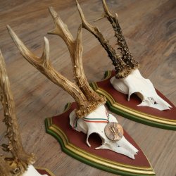 3 pairs of roe deer antlers: magnificent roe deer antlers mounted on Swiss stone pine trophy plaques 22.1394