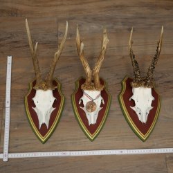 3 pairs of roe deer antlers: magnificent roe deer antlers mounted on Swiss stone pine trophy plaques 22.1394