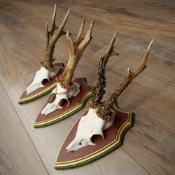 3 pairs of roe deer antlers: magnificent roe deer antlers mounted on Swiss stone pine trophy plaques 22.1394