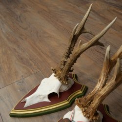3 pairs of roe deer antlers: magnificent roe deer antlers mounted on Swiss stone pine trophy plaques 22.1394