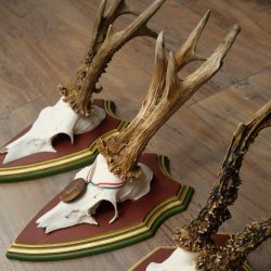 3 pairs of roe deer antlers: magnificent roe deer antlers mounted on Swiss stone pine trophy plaques 22.1394