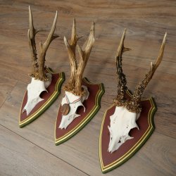 3 pairs of roe deer antlers: magnificent roe deer antlers mounted on Swiss stone pine trophy plaques 22.1394