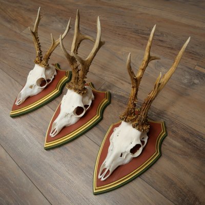 3 Roe Deer Antlers (Male) on Swiss Stone Pine Trophy Plaques 22.1395