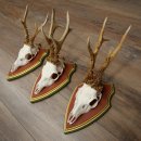 3 Roe Deer Antlers (Male) on Swiss Stone Pine Trophy...
