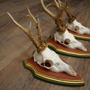 3 Roe Deer Antlers (Male) on Swiss Stone Pine Trophy Plaques 22.1395