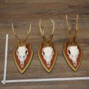 3 Roe Deer Antlers (Male) on Swiss Stone Pine Trophy...