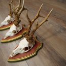 3 Roe Deer Antlers (Male) on Swiss Stone Pine Trophy Plaques 22.1395