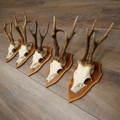 5 paires de bois de chevreuil, mâles, bois de chevreuil, plaques-trophées 22.1396