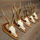 5 paires de bois de chevreuil, mâles, bois de chevreuil, plaques-trophées 22.1396