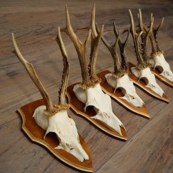 5 paires de bois de chevreuil, mâles, bois de chevreuil, plaques-trophées 22.1396