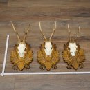 Rehgeweihe 3 Stück Rehböcke Reh Bock Geweihe geschnitzten Trophäenschildern 22.1397