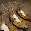 Rehgeweihe 3 Stück Rehböcke Reh Bock Geweihe geschnitzten Trophäenschildern 22.1397
