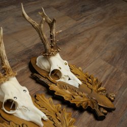 Rehgeweihe 3 Stück Rehböcke Reh Bock Geweihe geschnitzten Trophäenschildern 22.1397