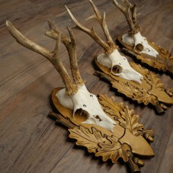 Rehgeweihe 3 Stück Rehböcke Reh Bock Geweihe geschnitzten Trophäenschildern 22.1397