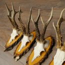 5 paires de bois de chevreuil mâle sur des panneaux en bouleau 22.1399