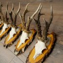 5 paires de bois de chevreuil mâle sur des panneaux en bouleau 22.1399