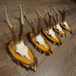 5 paires de bois de chevreuil mâle sur des panneaux en bouleau 22.1399